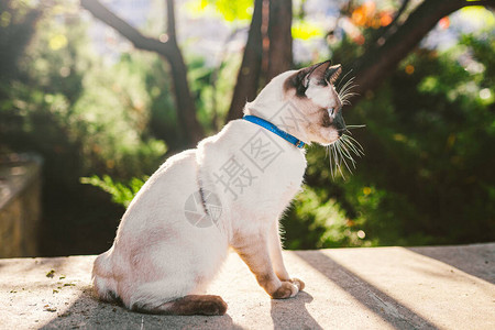 花园里拴着皮带的家猫蓝眼睛的雄湄公河短尾猫美丽的品种猫湄公河短尾猫皮带上的宠物这只猫牵着蓝色的皮图片