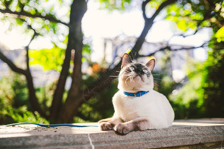 暹罗猫雄湄公短尾猫在公园户外繁殖这只猫牵着蓝色的皮带在后院散步安全的宠物步行主题在户外用皮图片