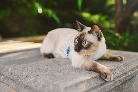 夏季花园里用皮带拴着一只漂亮猫的画像宠物在公园里散步户外探险年轻的猫图片