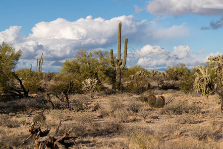 亚利桑那州索诺兰沙漠的各种仙人掌和沙漠图片