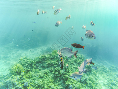 海里的鱼常见的abudefduf鲫鱼航行斑马等在埃及红海的水下拍摄美图片