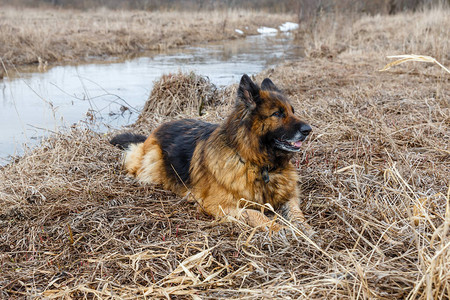 德国牧羊犬躺在一条小河附近的草地上图片