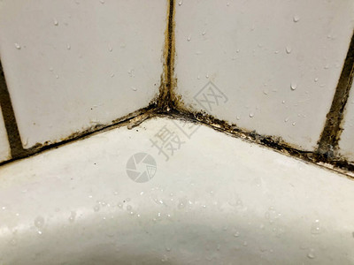 浴室淋浴瓷砖上长出黑色霉菌背景图片