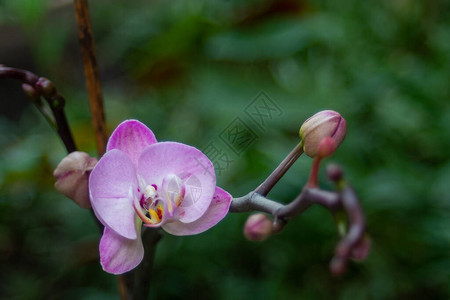 在绿色背景的美丽盛开的兰花特写镜头图片