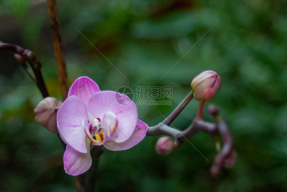 在绿色背景的美丽盛开的兰花特写镜头图片