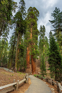 位于美国加利福尼亚州塞科亚公园的巨型红木seq图片