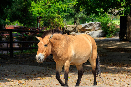 Przewalski的马EquiusPrzewalskii或Equusferusprzewalskii也被称为蒙古野马图片