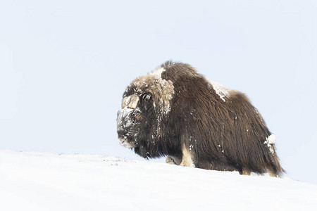 冬天的MuskOx挪威Dovre图片