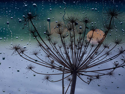 在雨天下窗外的大型植物图片