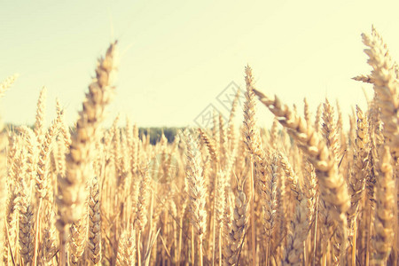 小麦黑麦谷物领域阳光明媚的日子图片