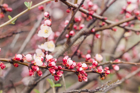 精致的花卉背景俄罗斯春天花园里一棵樱桃树的粉红色开花枝特图片