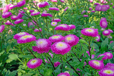 在绿叶上开花的永恒或稻草花的粉红色和黄色花瓣领域图片