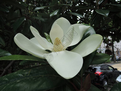 春天美丽的玉兰树白花在城市图片