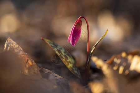 erythroniumdenscanis或带绿草的狗牙紫粉色花图片