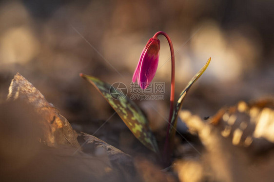 erythroniumdenscanis或带绿草的狗牙紫粉色花图片