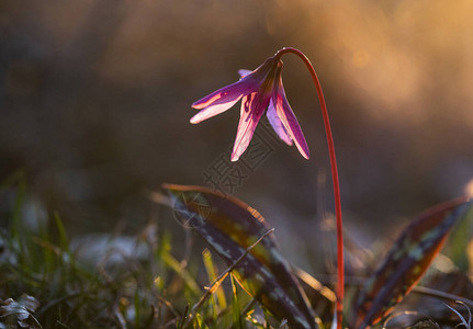 erythroniumdenscanis或带绿草的狗牙紫粉色花图片