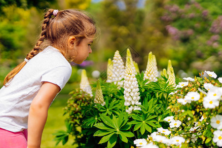白种小白种女孩在草原上闻到大白色Lupine花朵的香味图片