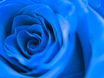 美丽的蓝玫瑰背景图片