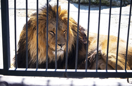 大而有力的雄狮坐在我们当地动物园的一块高大的巨石上关闭时间意味着为图片