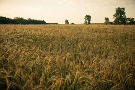 清晨的麦田小麦的金色被阳光照亮与蓝色和金色的天空图片