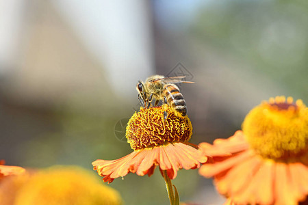 采集橙花蜜蜂的花蜜图片