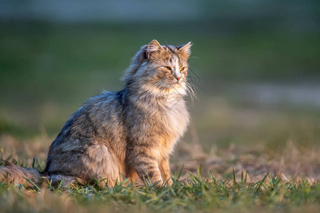 毛长的小猫晚图片