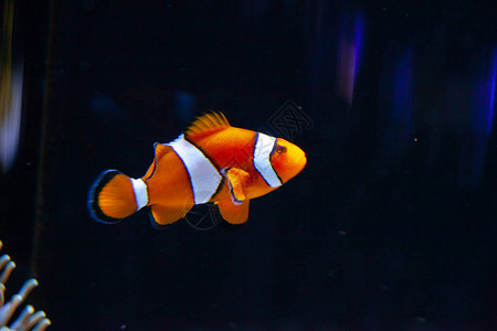 水族馆里明亮的橙色小丑鱼图片
