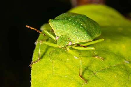 叶子上伪装的绿色臭虫图片素材
