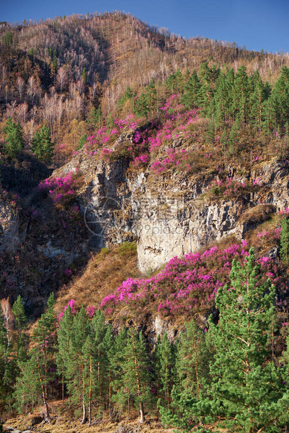 Rhododendrondauricum树丛覆盖的山坡上有鲜花俗称巴古尼克图片