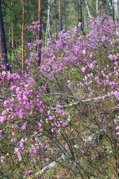 Rhododendrondauricum灌木的松林配有鲜花俗称图片