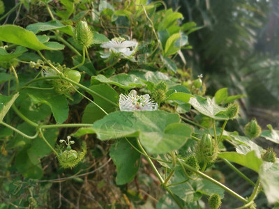 野生西番莲属植物灌木图片