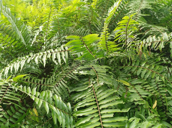 林间繁茂的各种蕨图片