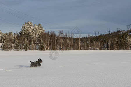 苏格兰小狗Terrier在冬天跑在冬图片