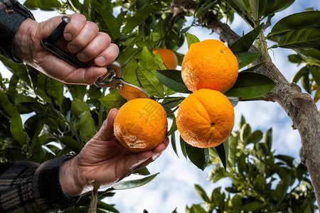 农民用剪刀在柑橘园采摘橙子的手底部背景图片