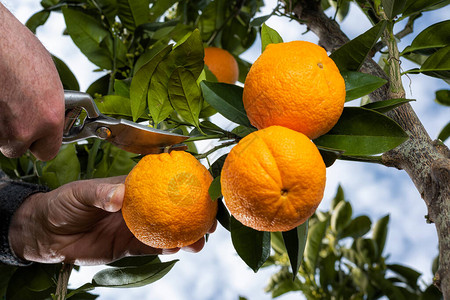 农民用剪刀在柑橘园采摘橙子的手底部图片
