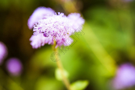 紫蓝水貂金丝花蓝草猫足墨西哥图片