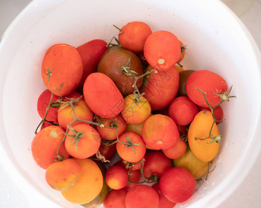 一大碗新鲜的有机番茄粉红色红色和黄色图片