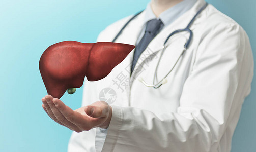 医生身着白大衣和肝脏手掌之上健康肝脏图片