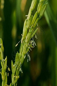 大米是世界人口作为重要食物消费的谷类粮食稻米在图片