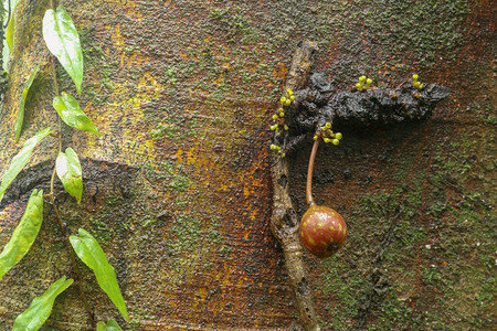 杂色的无花果实在树干上成熟这些水果有花椰菜的生长习摄于印度尼西亚巴厘岛榕红色毛皮的照片在树干特写镜头的Ficusvarieg图片