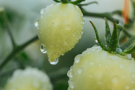 蔬菜特写上的水滴雨后温室里植物上的露水适当的营养素食主义图片