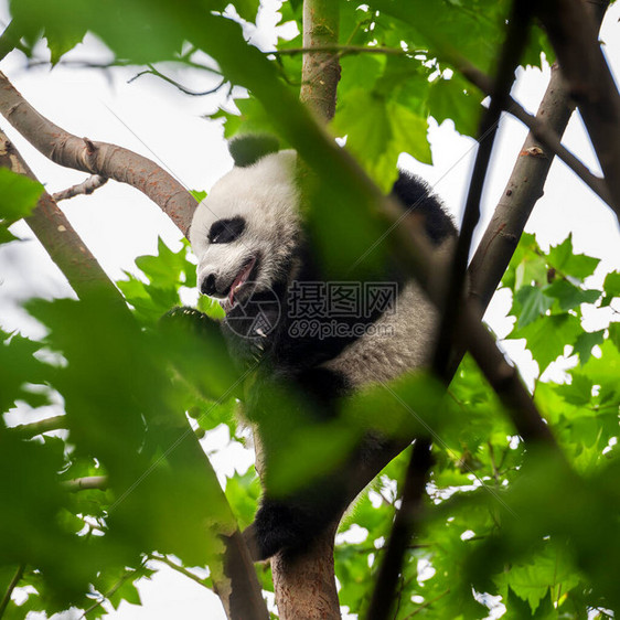 可爱的大熊猫图片