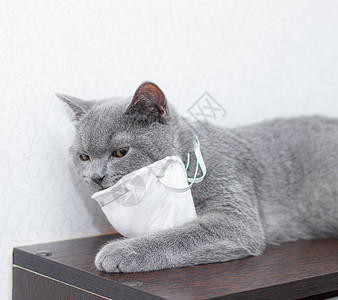 戴着医用口罩的灰猫动物健康新冠猫和动物的冠状呼吸系统防护没有冠状病图片