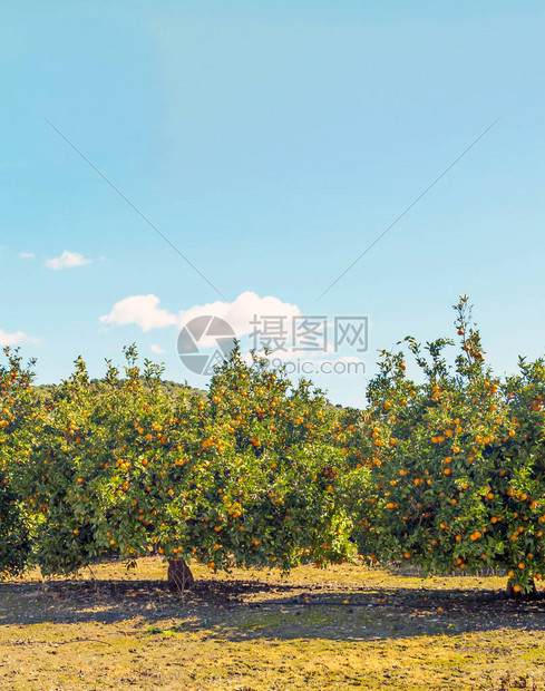 西班牙南部田野种植的橙树图片