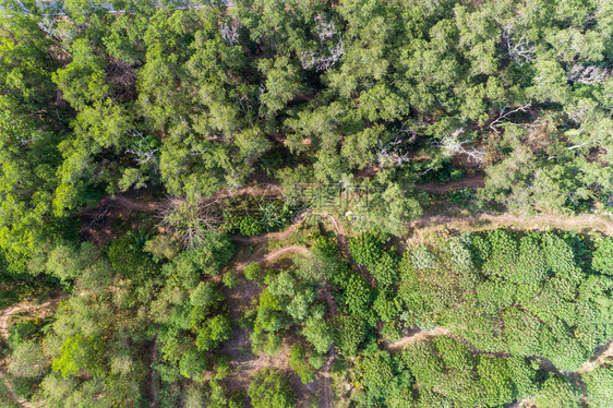 空中俯视森林树木带小径和山地自图片