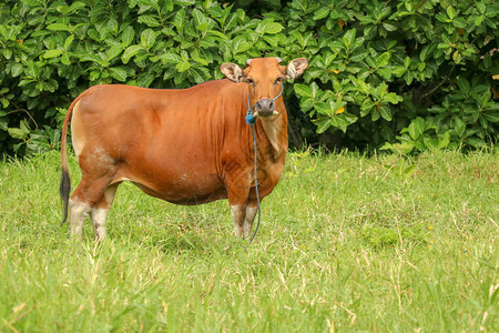 棕色母牛站在长满高草的绿色田野中成年小母牛看着镜头肉牛用蓝绳捆着一头吃草的母牛在长满草的地上吃草印度图片