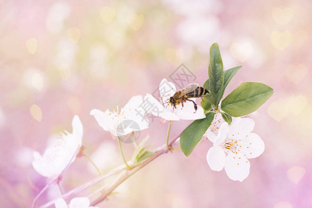 一朵白樱桃或梅花和一朵蜜蜂图片