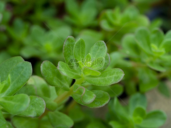 Portulaca的绿叶Portulacaolet图片