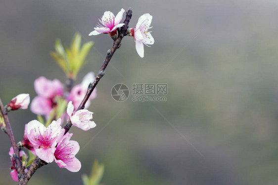 树开始花的第一芽图片