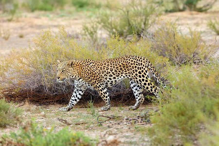 非洲豹Pantheraparduspardus清晨在沙漠中行走背景图片